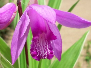 Bletilla striata