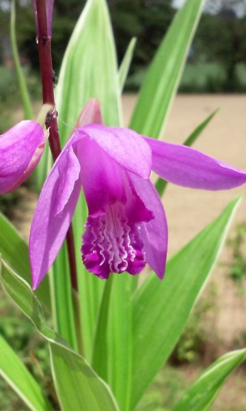 Bletilla striata