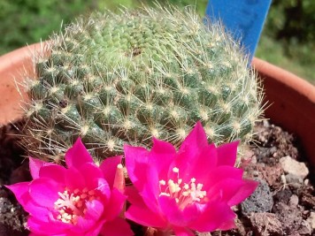 Rebutia sp1