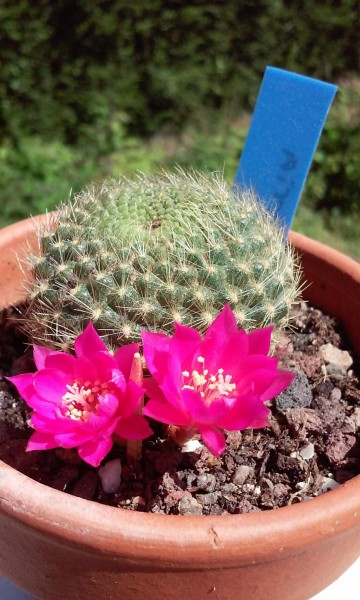 Rebutia sp1