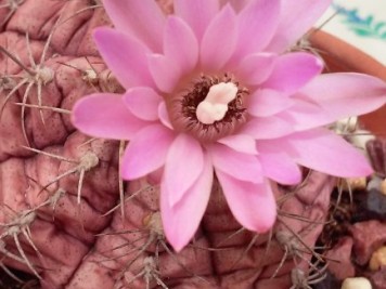 Gymnocalycium sp