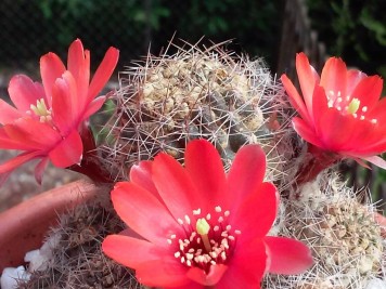 Rebutia sp3