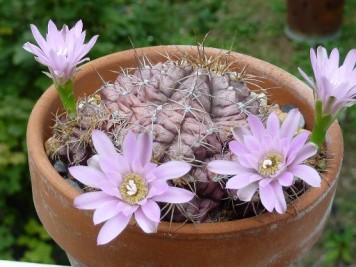 Gymnocalycium sp