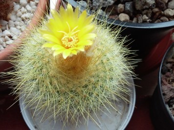 parodia chrysacanthion