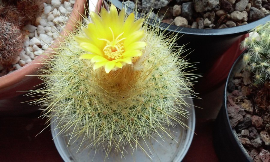 parodia chrysacanthion