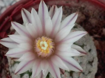 Turbinicarpus valdezianus