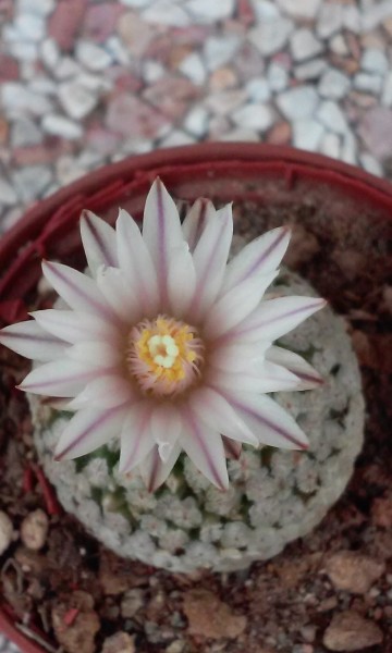 Turbinicarpus valdezianus