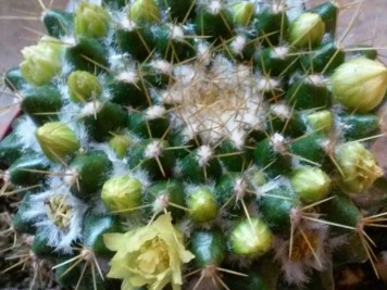 Mammillaria marksiana