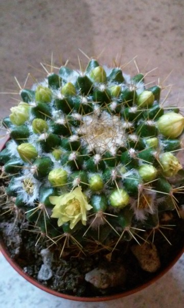 Mammillaria marksiana