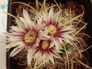 Echinofossulocactus sp1