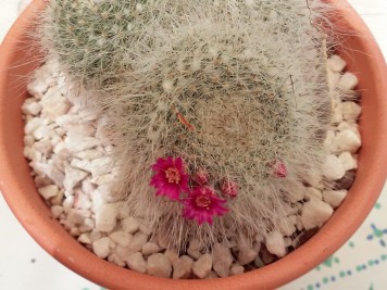 Mammillaria hahniana