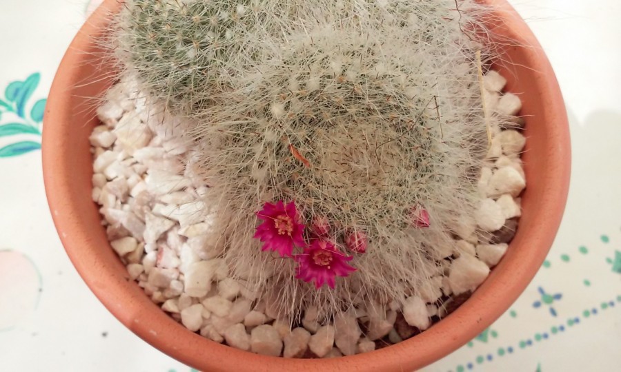 Mammillaria hahniana