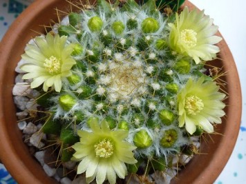 Mammillaria marksiana