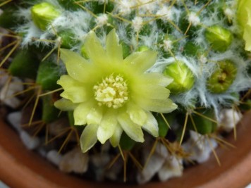 Mammillaria marksiana