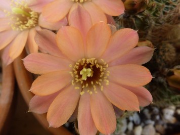 rebutia pygmaea