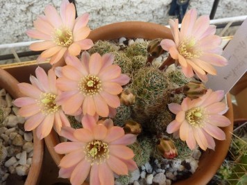 rebutia pygmaea