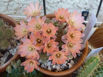 rebutia pygmaea