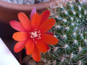 Rebutia sp2