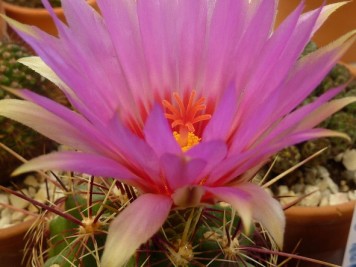 Thelocactus bicolor