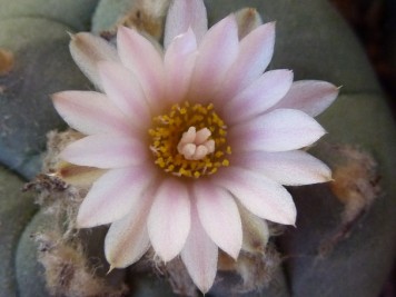 Lophophora williamsii