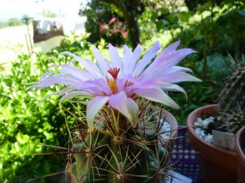 Thélocactus bicolor