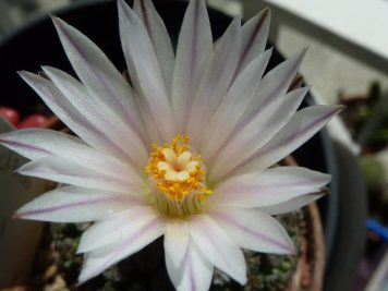 Turbinicarpus valdezianus