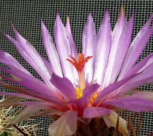 Thélocactus bicolor