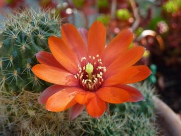 Rebutia sp3