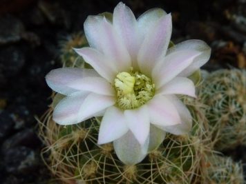 Gymnocalycium bruchii sp 1