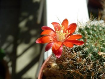 Rebutia sp2