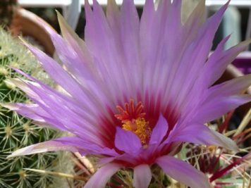 thelocactus bicolor