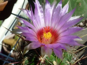 Thelocactus bicolor