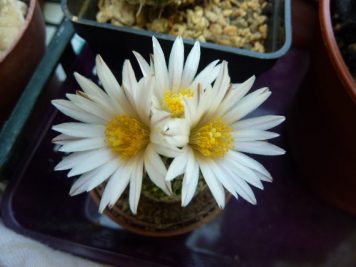 Turbinicarpus valdezianus