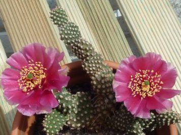 Opuntia pinkavae