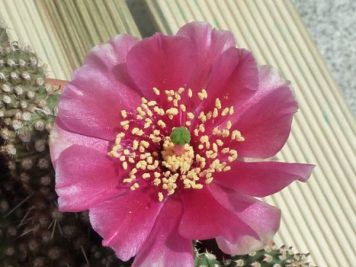 Opuntia pinkavae