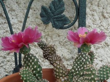 Opuntia pinkavae