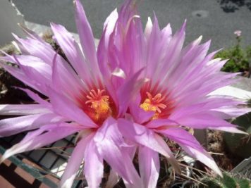 thelocactus bicolor