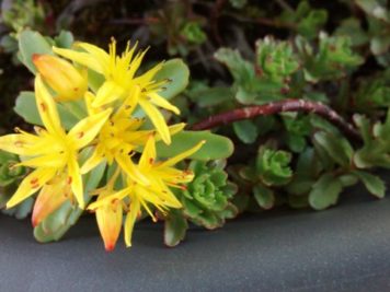 sedum Phedimus kamtschaticus