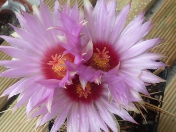 thelocactus bicolor