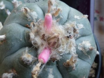 Lophophora williamsii