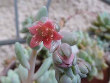 Pachyveria clavifolia