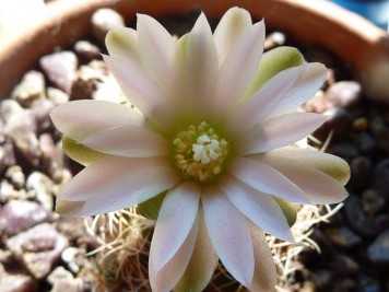 Gymnocalycium bruchii sp 1