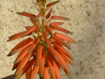 Aloe concinna