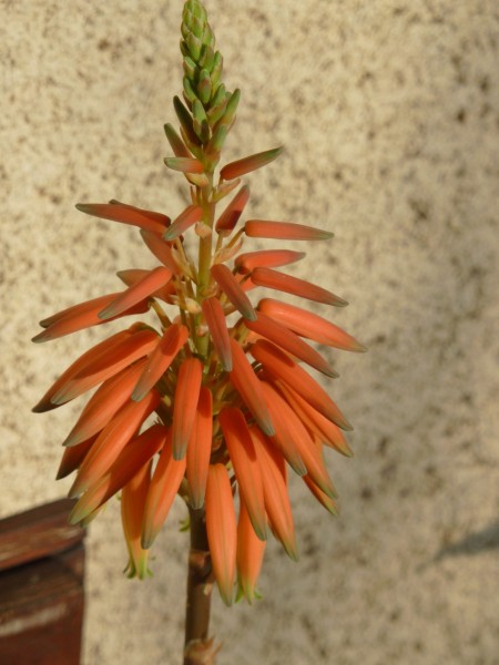 Aloe concinna