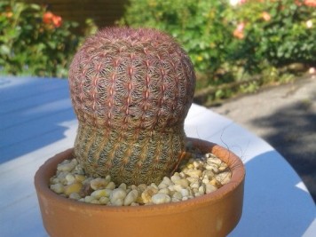 Echinocereus rigidissimus