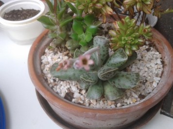 Adromischus cooperi