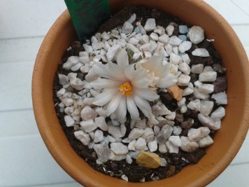 Ariocarpus-kotschoubeyanus-ssp-albiflorus