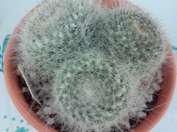 Mammillaria hahniana