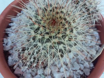 Mammillaria karwinskiana ssp nejapensis