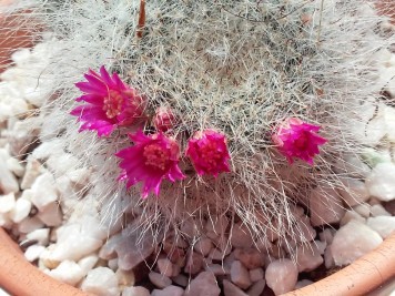 Mammillaria-hahniana